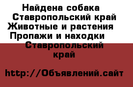 Найдена собака - Ставропольский край Животные и растения » Пропажи и находки   . Ставропольский край